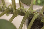 vignette Begonia x erythrophylla (tige)