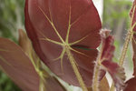 vignette Begonia x erythrophylla (revers)