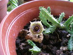 vignette huernia zbrina