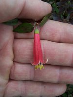 vignette Correa speciosa 'Dusky Bells'