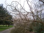 vignette Morus alba 'Tortuosa'