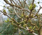 vignette Morus alba 'Tortuosa'