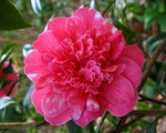 vignette Camélia ' Eugene Lizé ' camellia japonica