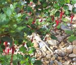 vignette Ribes speciosum  / Grossulariaces  / Californie