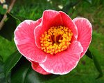 vignette Camélia ' SANPEI TSUBAKI ' camellia japonica