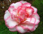 vignette Camélia ' Betty's Beauty ' camellia  japonica