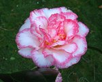 vignette Camélia ' Betty's Beauty ' camellia  japonica