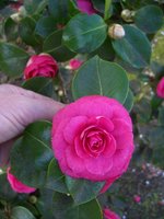 vignette Camellia japonica 'Ristori'