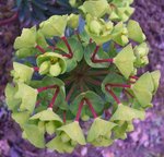 vignette Euphorbia characias '....