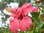 vignette Hibiscus