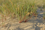 vignette Euphorbia paralias : sur dune littorale en Vendée