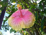 vignette un hibiscus en Martinique