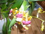 vignette orchidée