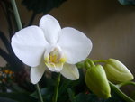 vignette phalaenopsis blanc