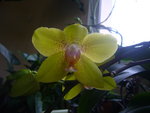 vignette phalaenopsis jaune