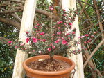 vignette Leptospermum scoparium