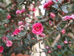 vignette Leptospermum scoparium