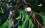 vignette Eucalyptus Gunnii (floraison)