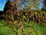 vignette Salix Erythroflexuosa (Saule Tortueux) au printemps