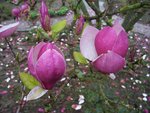 vignette Magnolia x soulangeana 'Rustica Rubra'