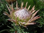 vignette Protea (Railhet)