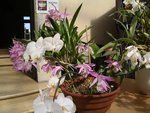 vignette Orchides