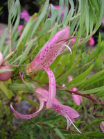 vignette Eremophila maculata
