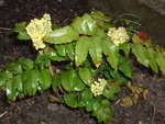 vignette Mahonia aquifolium 30/03/08