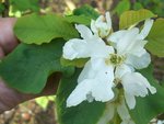 vignette Exochorda giraldii / Rosaceae / Nord-ouest Chine