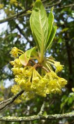 vignette Lindera erythrocarpa / Lauraceae / Japon