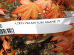 vignette Acer  palmatum akane