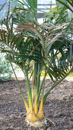 vignette Macrozamia communis