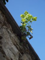 vignette Helleborus corsicus