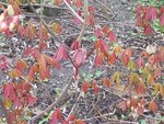 vignette Aesculus parviflora