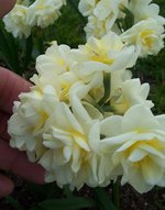 vignette Narcissus tazetta 'Erlicheer'