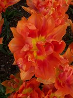 vignette Tulipa 'Guillaume Orange'