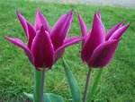 vignette Tulipa 'Maytime'