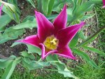 vignette Tulipa 'Maytime'