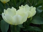 vignette Tulipa fosteriana 'Purissima'