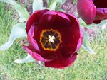 vignette Tulipa 'Nairobi'