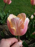 vignette Tulipa 'Apricot Beauty'