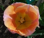 vignette Tulipa 'Apricot Beauty'