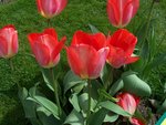 vignette Tulipa 'Big Chief'