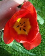 vignette Tulipa 'Big Chief'