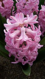 vignette Hyacinthus orientalis 'Anne-Marie'