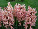 vignette Hyacinthus orientalis 'Gipsy Queen'