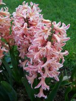 vignette Hyacinthus orientalis 'Gipsy Queen'