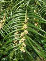 vignette Cephalotaxus fortunei / Taxaceae / Chine