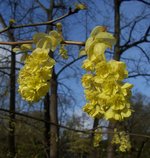 vignette Corylopsis spicata / Hamamelidaceae / Japon