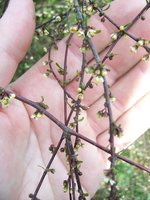 vignette Plagianthus divaricatus / Malvaceae / Nouvelle-Zlande